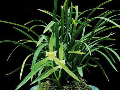 <h4>春兰</h4><p id='9265f2'>春兰（Cymbidium goeringii）以高洁、清雅、幽香而著称，叶姿优美，花香幽远。自古以来，春兰都被誉为美好事物的象征，已广泛在民间人格化了</p>