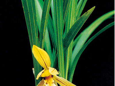 <h4>春兰</h4><p id='f0004c'>春兰（Cymbidium goeringii）以高洁、清雅、幽香而著称，叶姿优美，花香幽远。自古以来，春兰都被誉为美好事物的象征，已广泛在民间人格化了</p>