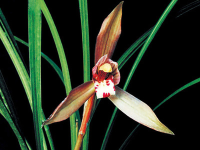 <h4>春兰</h4><p id='5e74a2'>春兰（Cymbidium goeringii）以高洁、清雅、幽香而著称，叶姿优美，花香幽远。自古以来，春兰都被誉为美好事物的象征，已广泛在民间人格化了</p>