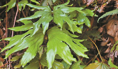 深圳晚报：第10种以深圳冠名植物新种发布 ，深圳双扇蕨在东部山地被发现